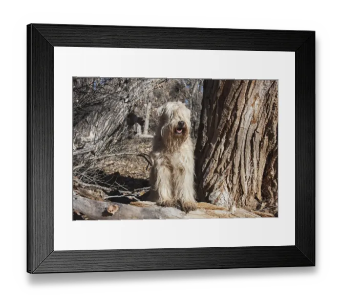 Framed Print : Wheaton terrier sitting next to a Cottonwood Tree (PR)