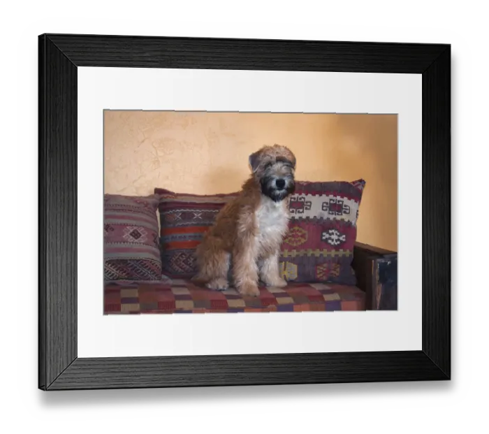 Framed Print : Wheaton terrier puppy sitting on couch (PR) Framed Print : Wheaton terrier puppy sitting on couch (PR)