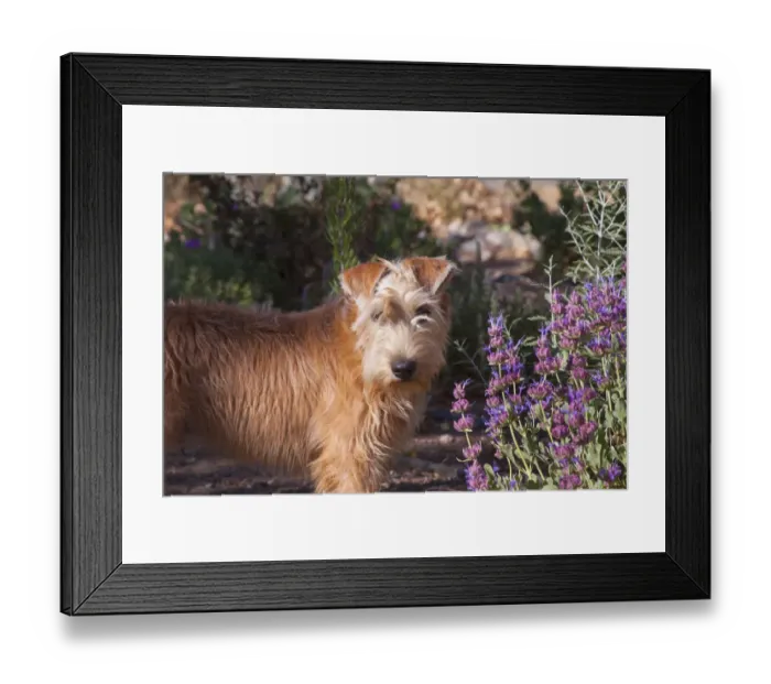 Framed Print : Wheaton terrier puppy standing by flowers (PR) Framed Print : Wheaton terrier puppy standing by flowers (PR)