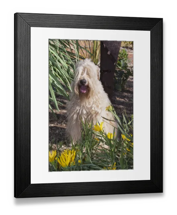 Framed Print : Wheaton terrier sitting in flower garden (PR) Framed Print : Wheaton terrier sitting in flower garden (PR)