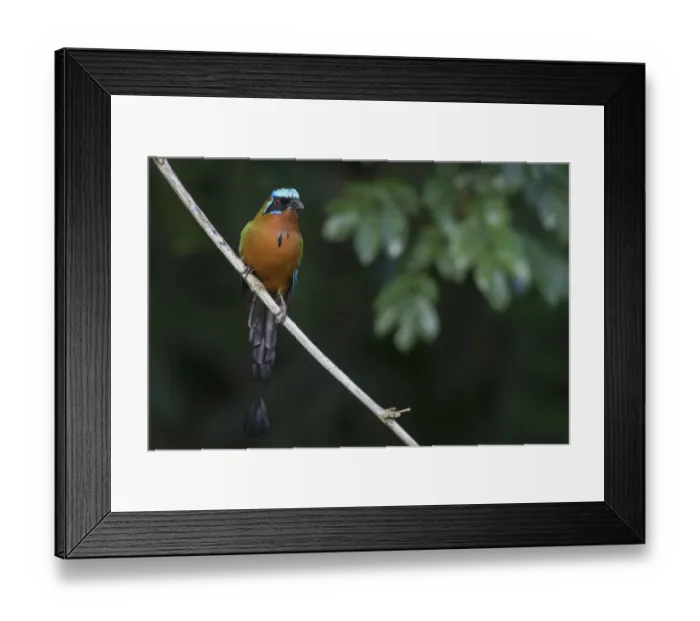 Framed Print : Trinidad motmot (Blue-crowned motmot)