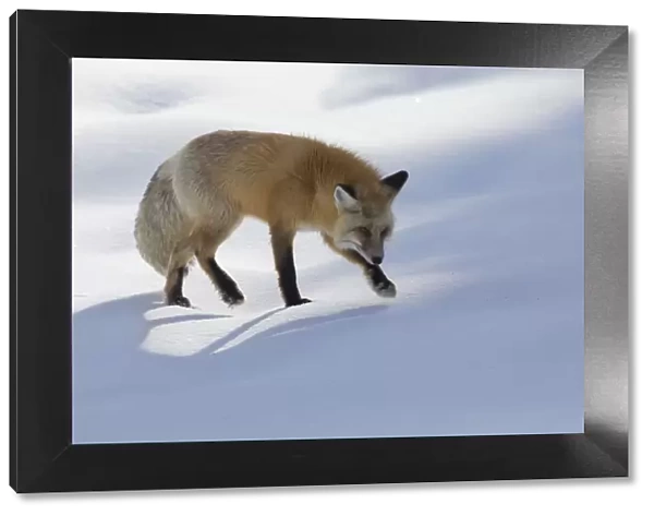 Red fox winter hunting