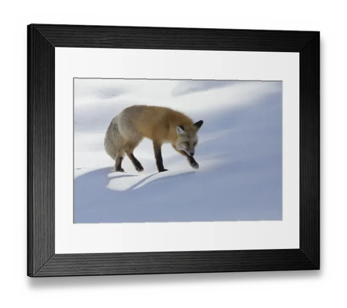 Framed Print : Red fox winter hunting Framed Print : Red fox winter hunting
