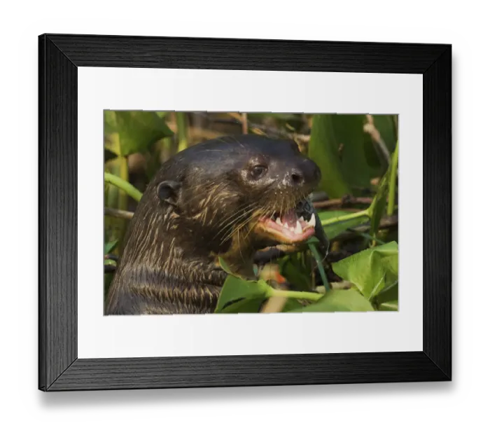 Framed Print : Giant otter close-up Framed Print : Giant otter close-up