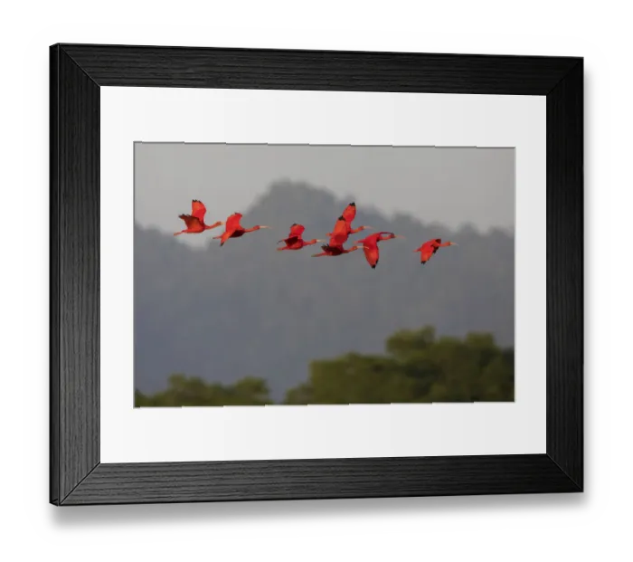 Framed Print : Scarlet Ibis flock