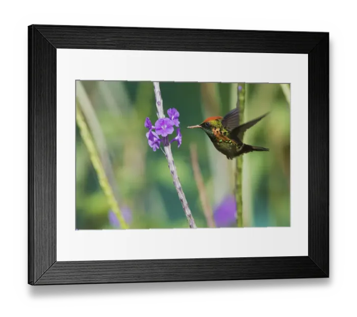 Framed Print : Tufted Coquette eating Framed Print : Tufted Coquette eating