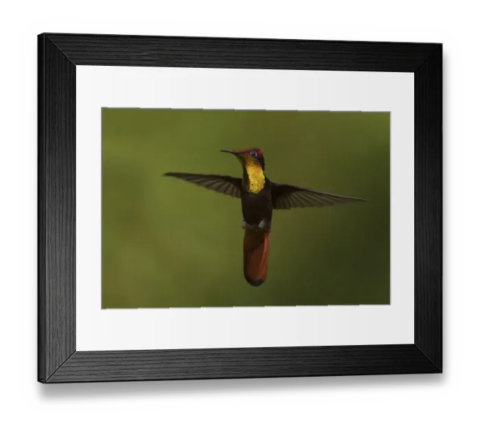 Framed Print : Ruby Topaz Hummingbird Framed Print : Ruby Topaz Hummingbird