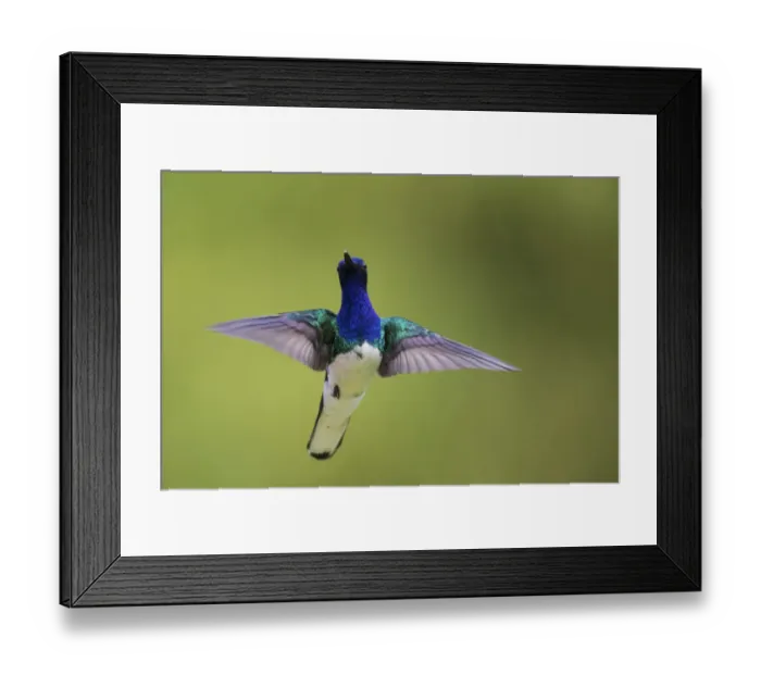 Framed Print : White-necked Jacobin hovering Framed Print : White-necked Jacobin hovering