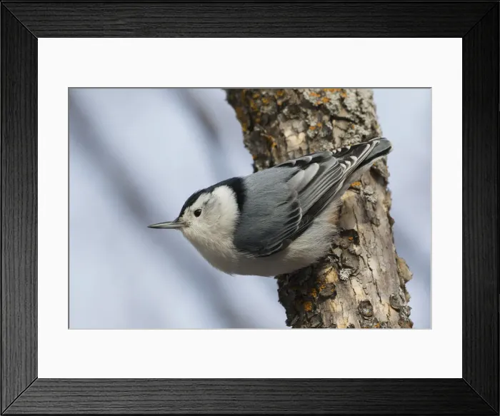 Framed Print : White-breasted Nuthatch surviving Winter Framed Print : White-breasted Nuthatch surviving Winter