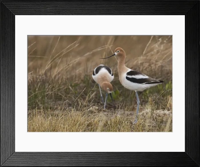 Framed Print : Pair of American avocet Framed Print : Pair of American avocet