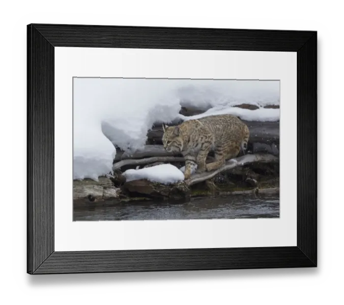 Framed Print : Bobcat stalking prey Framed Print : Bobcat stalking prey