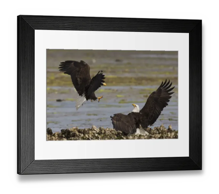 Framed Print : Bald eagle fighting Framed Print : Bald eagle fighting