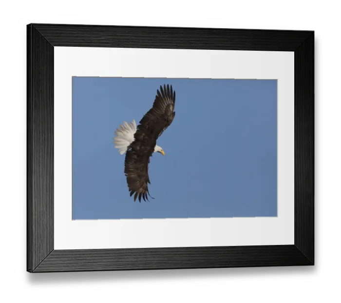 Framed Print : Bald eagle flying