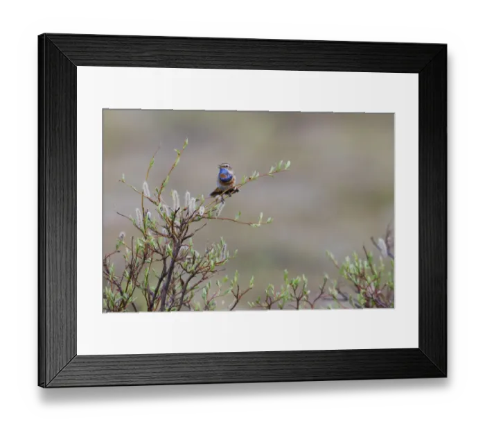Framed Print : Bluethroat singing Framed Print : Bluethroat singing