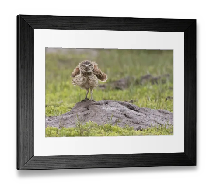 Framed Print : Burrowing owl shaking off the rain Framed Print : Burrowing owl shaking off the rain