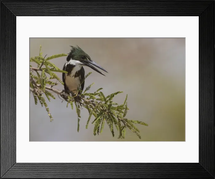 Framed Print : Female Amazon kingfisher Framed Print : Female Amazon kingfisher
