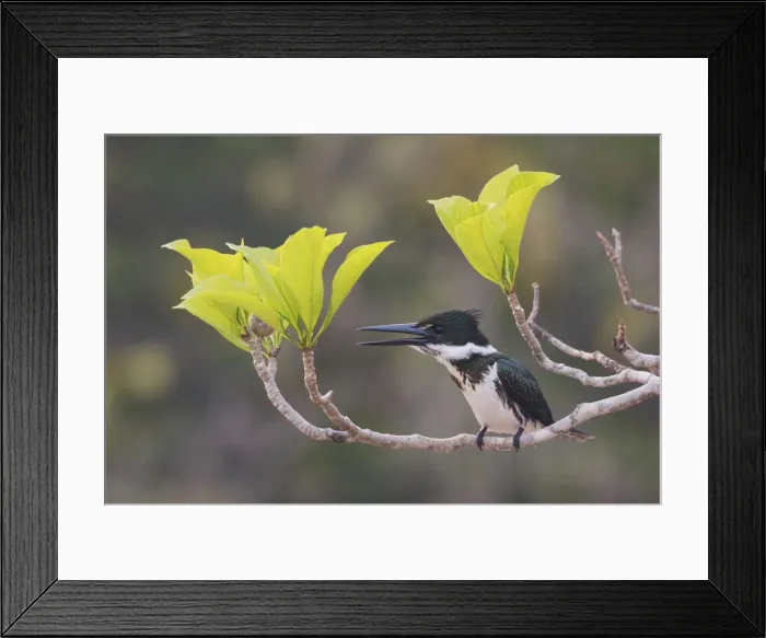 Framed Print : Female Amazon kingfisher Framed Print : Female Amazon kingfisher