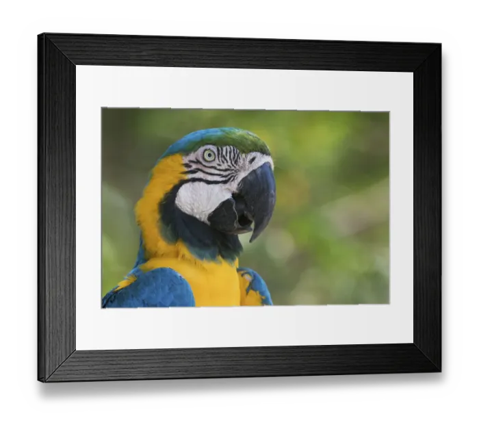 Framed Print : Blue and gold macaw close-up