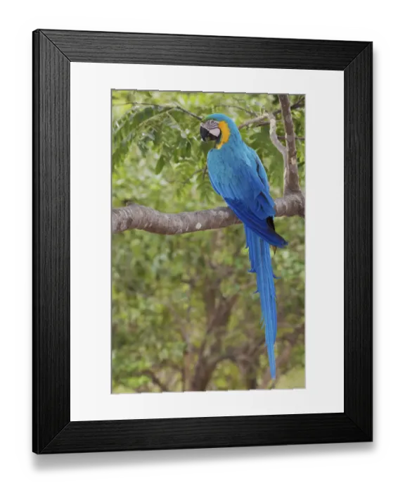 Framed Print : Blue and gold macaw Framed Print : Blue and gold macaw