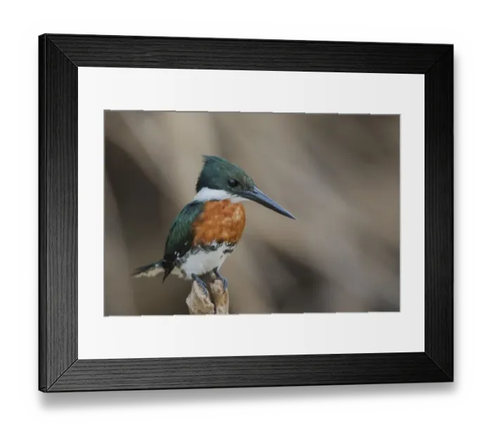 Framed Print : Green kingfisher Framed Print : Green kingfisher