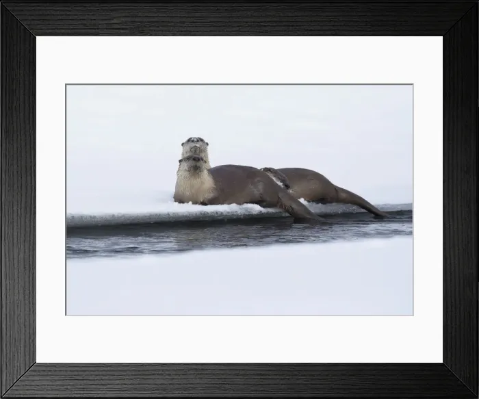 Framed Print : River otters resting Framed Print : River otters resting