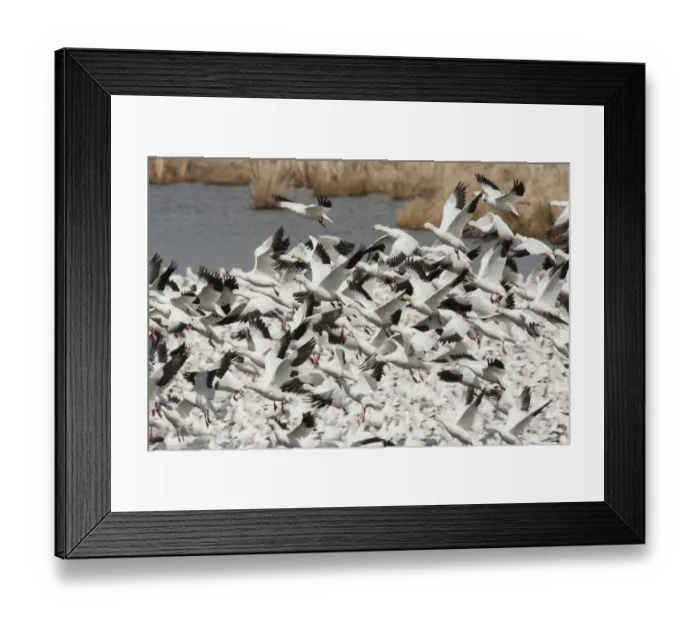 Framed Print : Ross geese flying