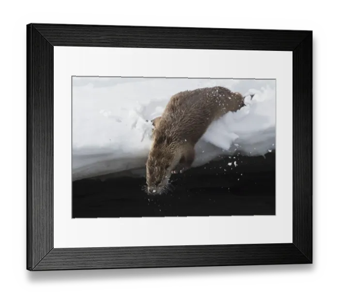 Framed Print : River otter crow into the Lamar River Framed Print : River otter crow into the Lamar River