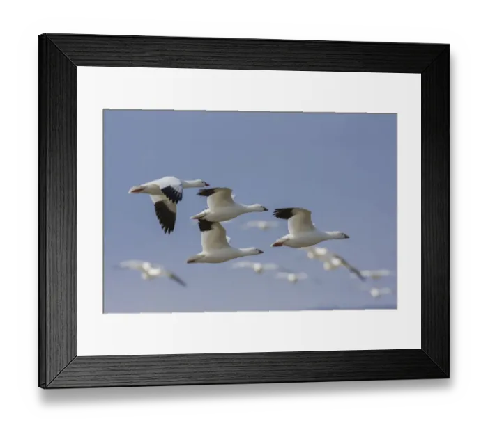 Framed Print : Ross geese flying Framed Print : Ross geese flying