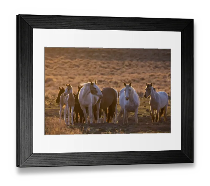 Framed Print : Wild horses at mineral lick