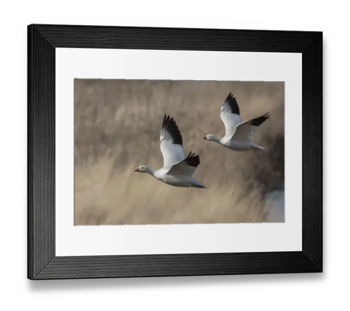 Framed Print : Ross geese