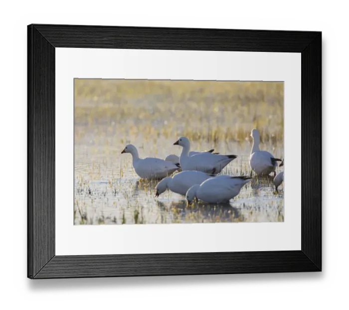 Framed Print : Ross geese migration stop Framed Print : Ross geese migration stop