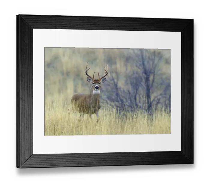 Framed Print : White-tail deer buck Framed Print : White-tail deer buck