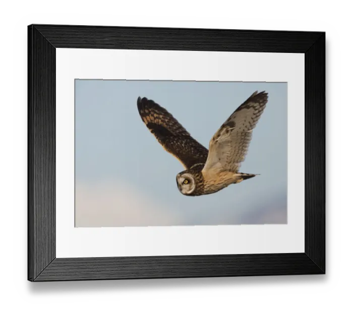 Framed Print : Short-eared owl hunting Framed Print : Short-eared owl hunting