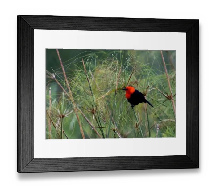 Framed Print : Scarlet-headed blackbird