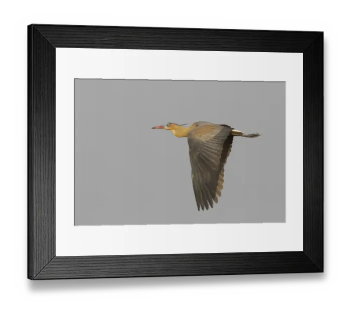 Framed Print : Whistling heron flying Framed Print : Whistling heron flying