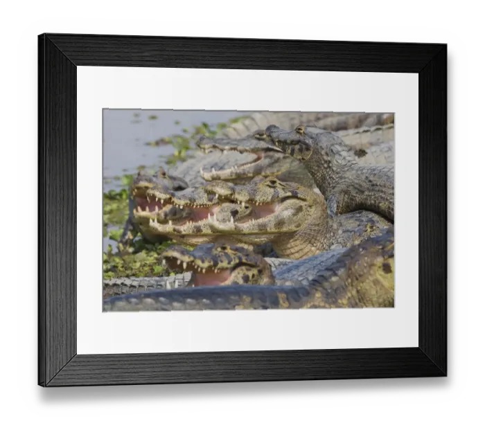 Framed Print : Yacare caiman sunning
