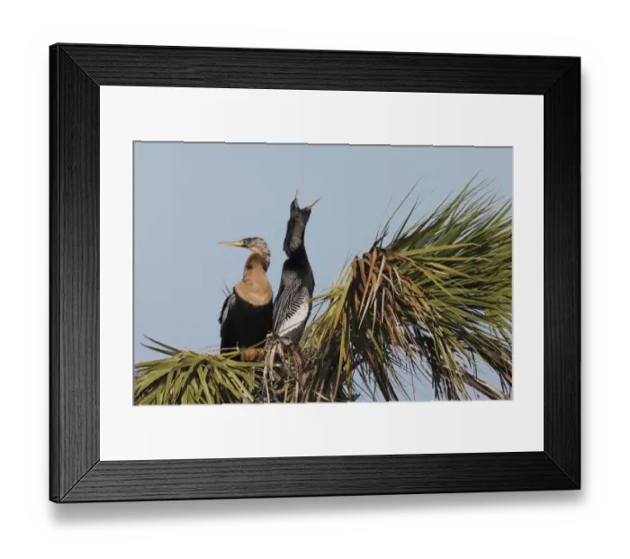 Framed Print : Anhinga pair courtship Framed Print : Anhinga pair courtship