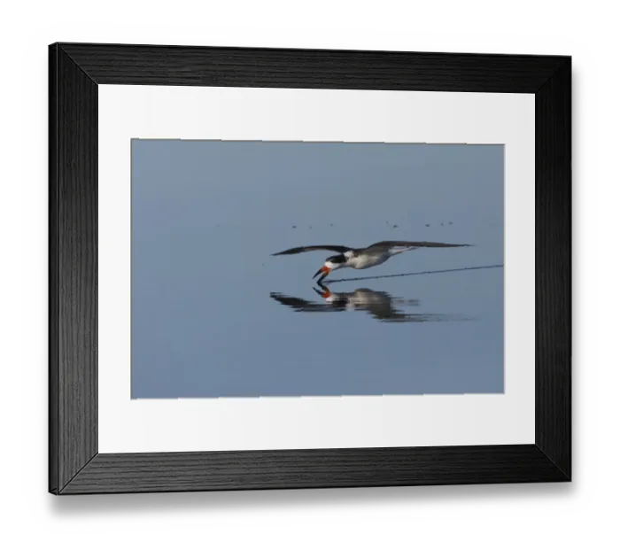 Framed Print : Black skimmer skimming for a meal Framed Print : Black skimmer skimming for a meal
