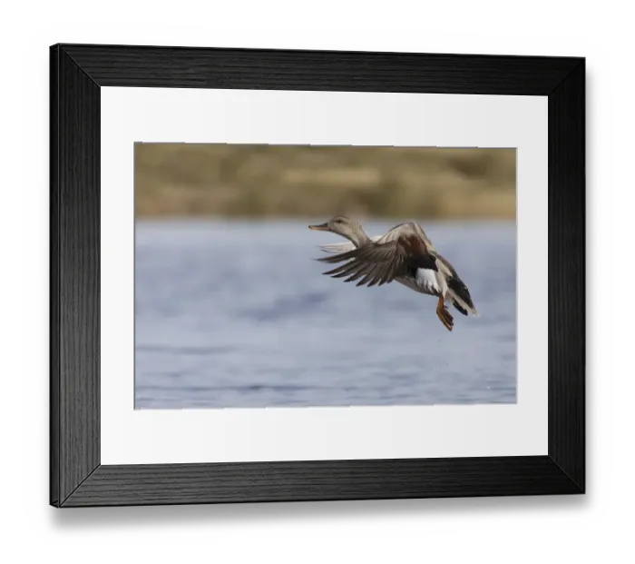 Framed Print : Gadwall drake flying Framed Print : Gadwall drake flying