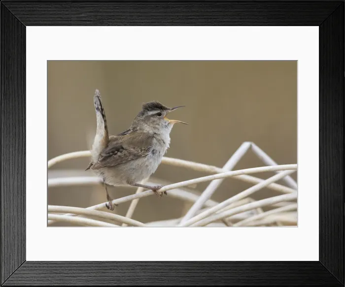 Framed Print : Marsh wren singing Framed Print : Marsh wren singing