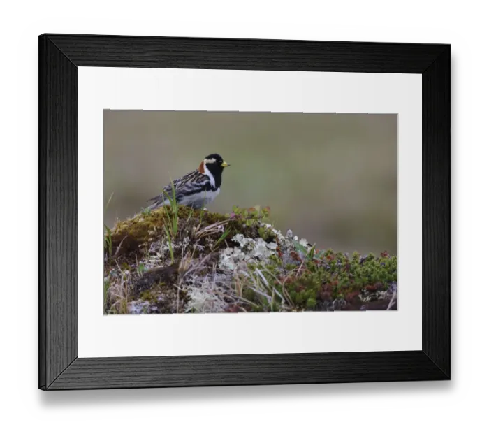 Framed Print : Lapland longspur, arctic tundra Framed Print : Lapland longspur, arctic tundra