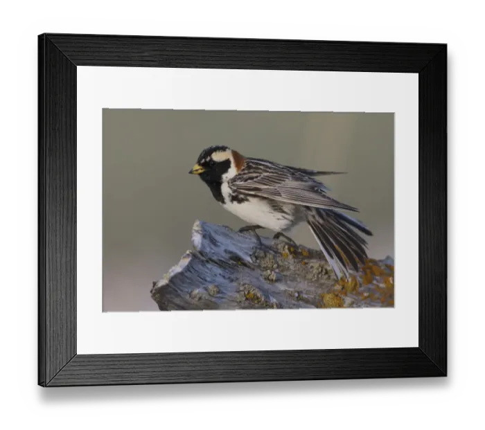 Framed Print : Lapland longspur