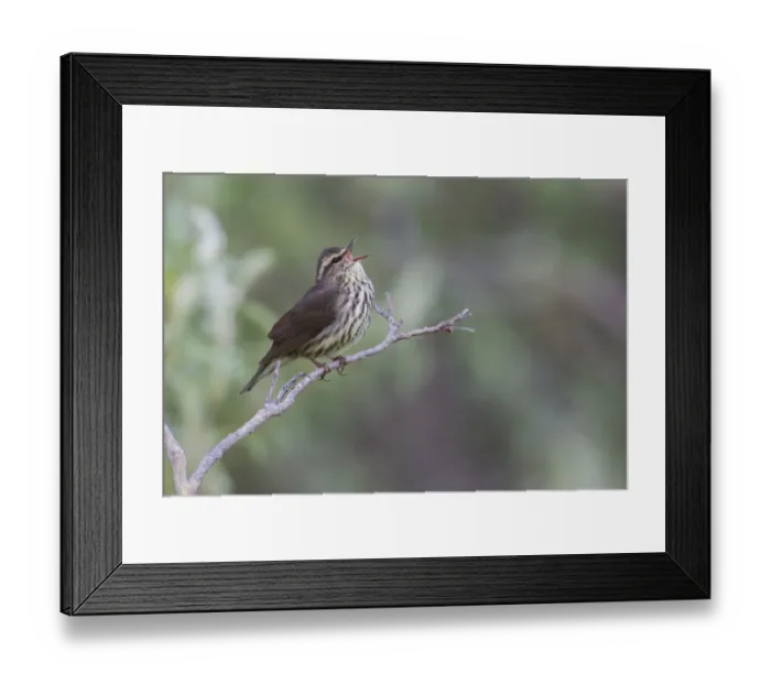 Framed Print : Northern waterthrush singing Framed Print : Northern waterthrush singing