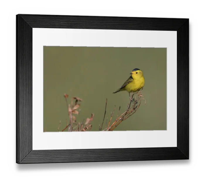 Framed Print : Wilsons warble, Sub-arctic willow
