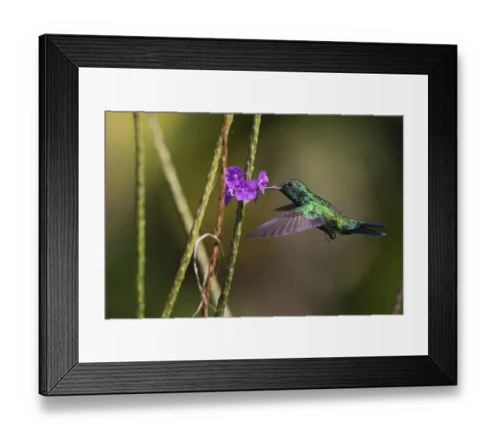 Framed Print : Blue-throated emerald