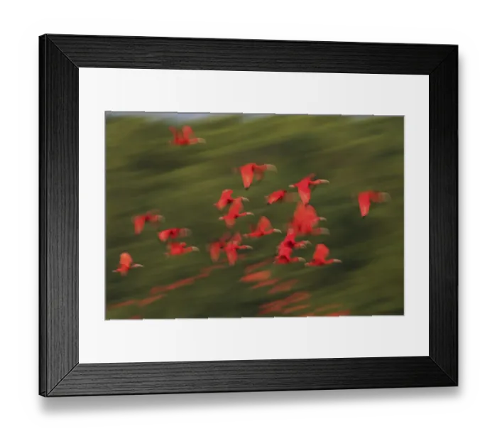 Framed Print : Scarlet Ibis flock flight motion