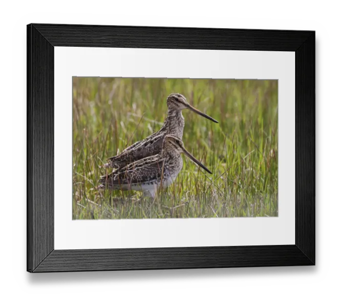 Framed Print : Common snipe pair Framed Print : Common snipe pair
