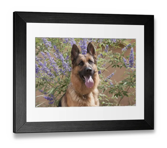Framed Print : German Shepherd (PR) Framed Print : German Shepherd (PR)