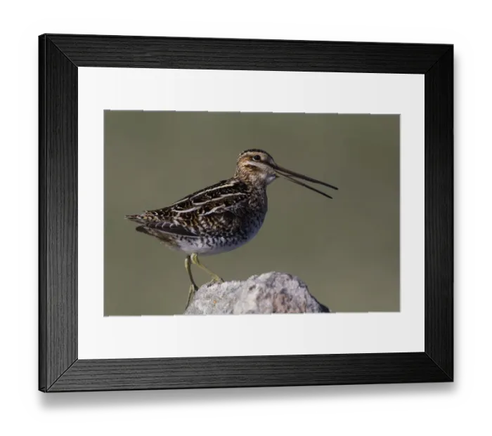 Framed Print : Common snipe calling
