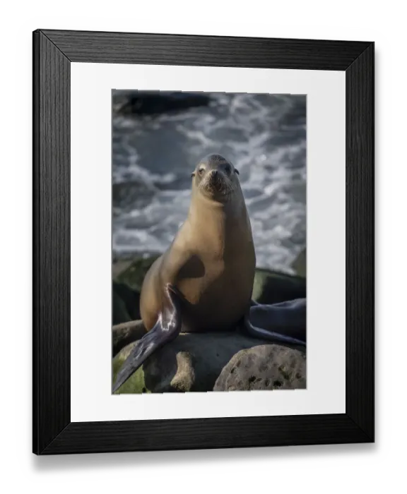 Framed Print : Full view of a sea lion perched on a rock